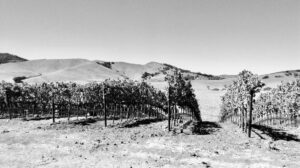 dry vineyard