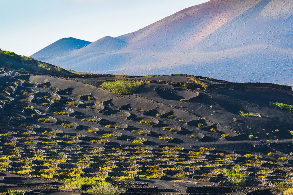 Volcanic Wines