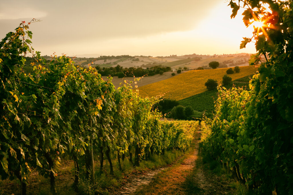 Vineyards at sunset in Marche, Italy.