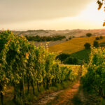 Vineyards at sunset in Marche, Italy.