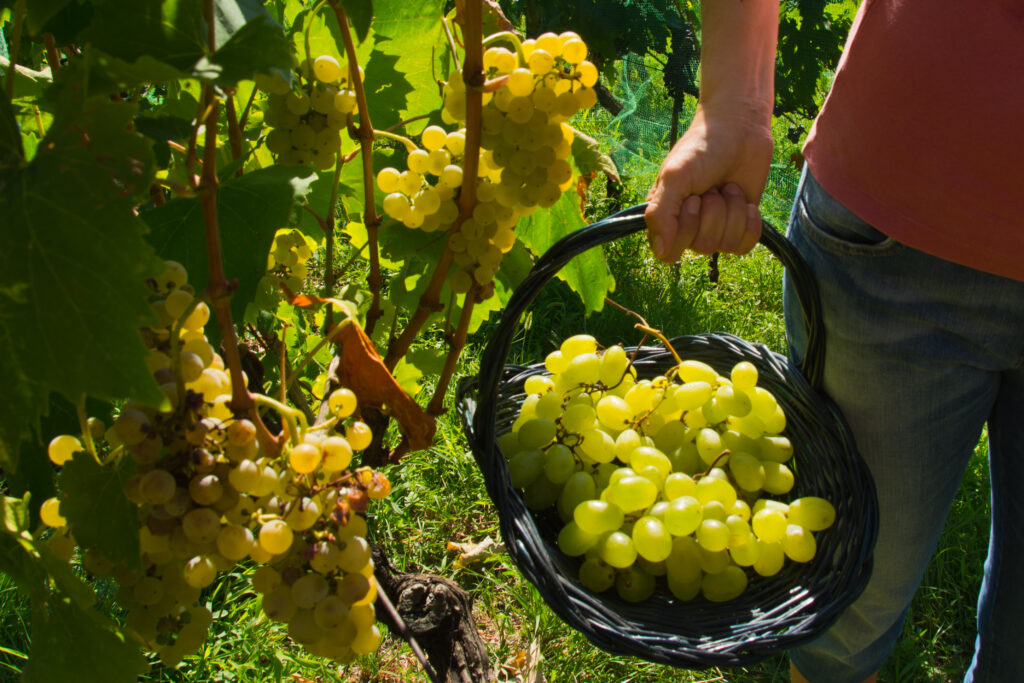 Green grapes in a vineyard being harvested in a wicker basket.