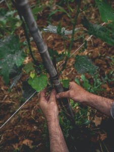 A winemaker taking care of a grapevine in a vineyard.