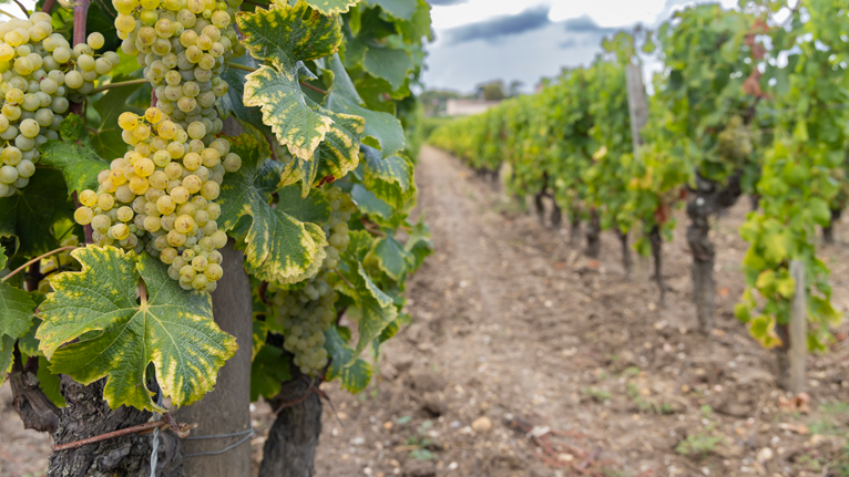 Scenic view of an old vineyard known for producing sweet white wines